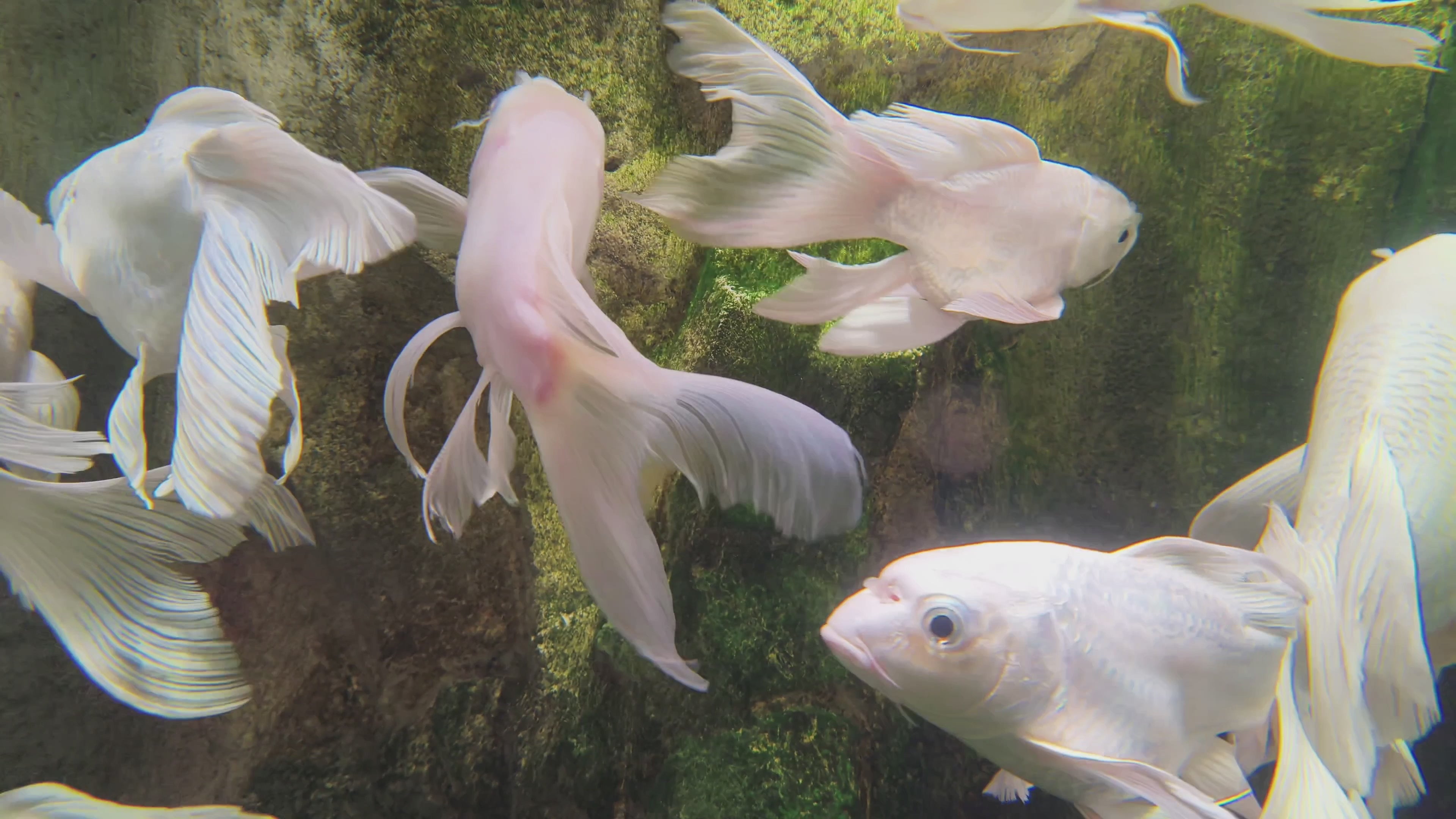 Video laden: OPPO Reno14 5G Underwater 4K Video